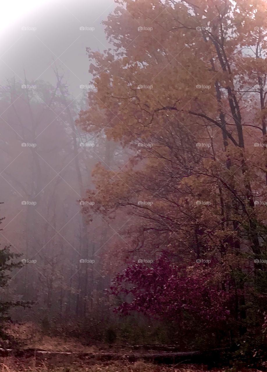 Autumn fog