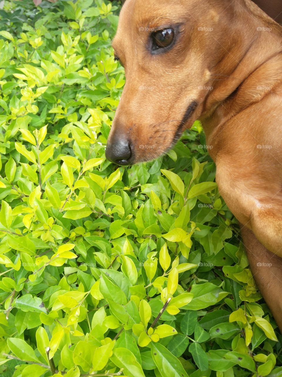 leaves background and dog