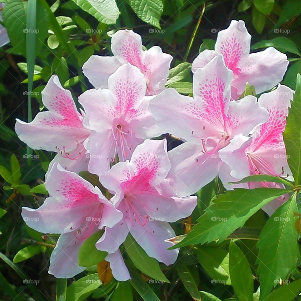 Azaleas blossoms