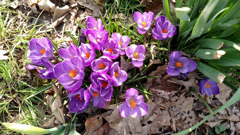 Normally the first flowers of spring time..beautiful purple crocus.. long lasting and very brilliant colors