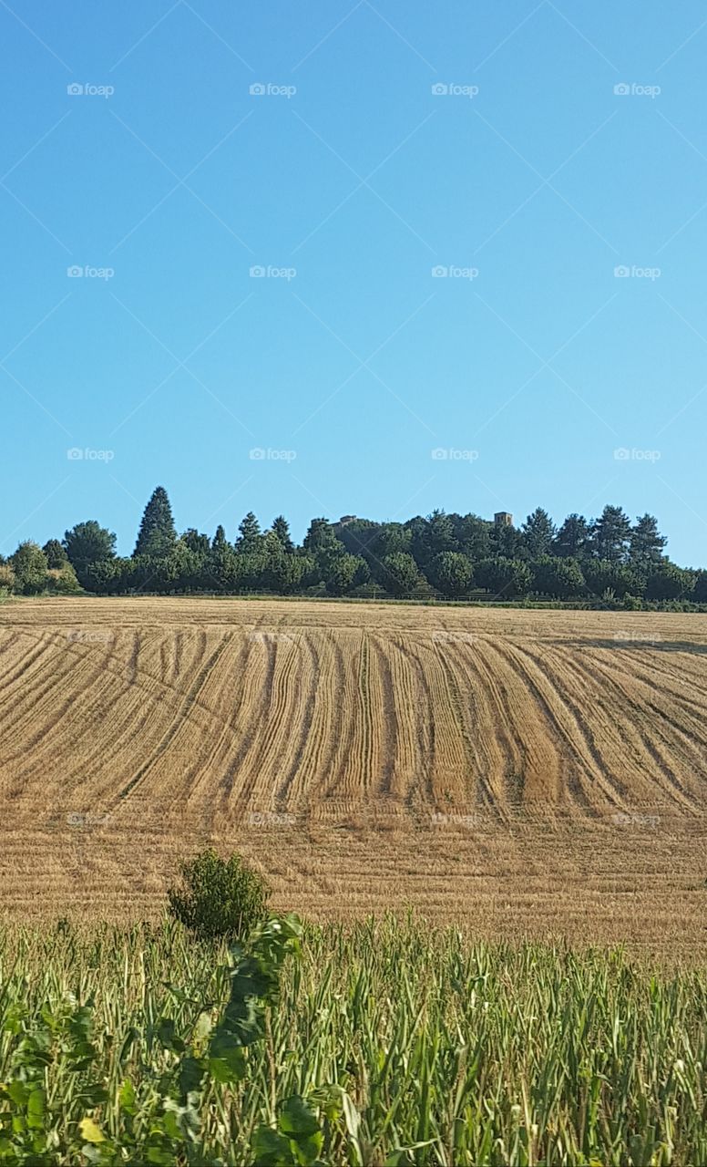 Golden wheat field on a hill with green wood on the top and blue sky in summer, Italy