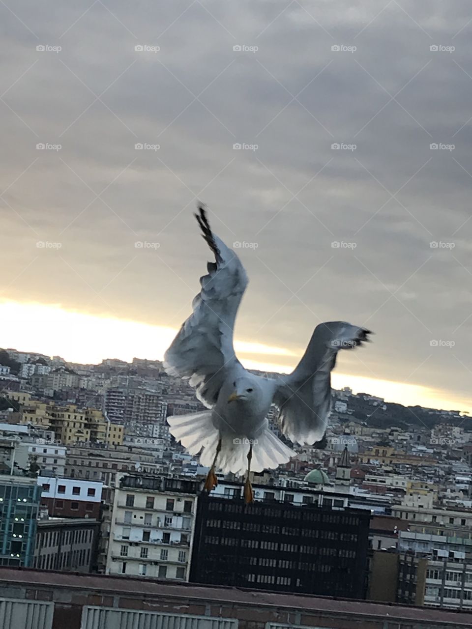 Bird, No Person, Architecture, Travel, Outdoors