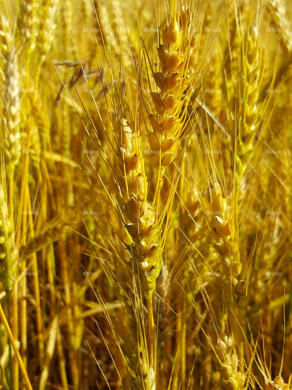 Close-up of wheat crops