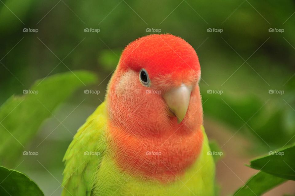 lovebird parrot background