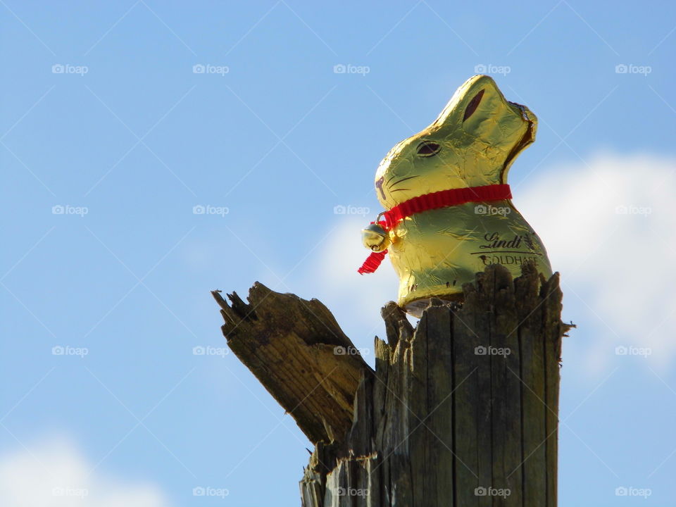well come easter time of rabbit chocolate on wood  and beautiful blue sky background