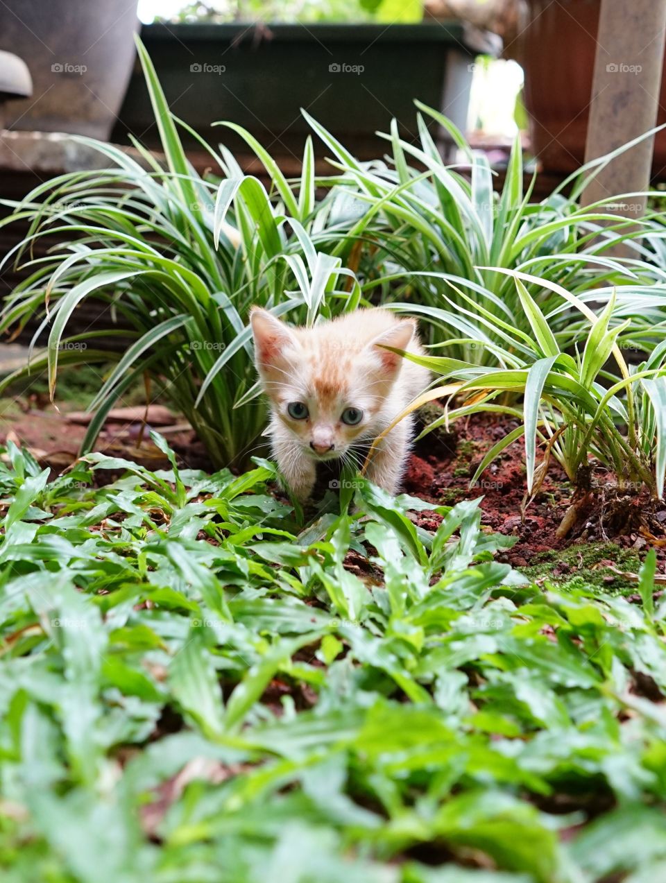 kitten playing in a garden