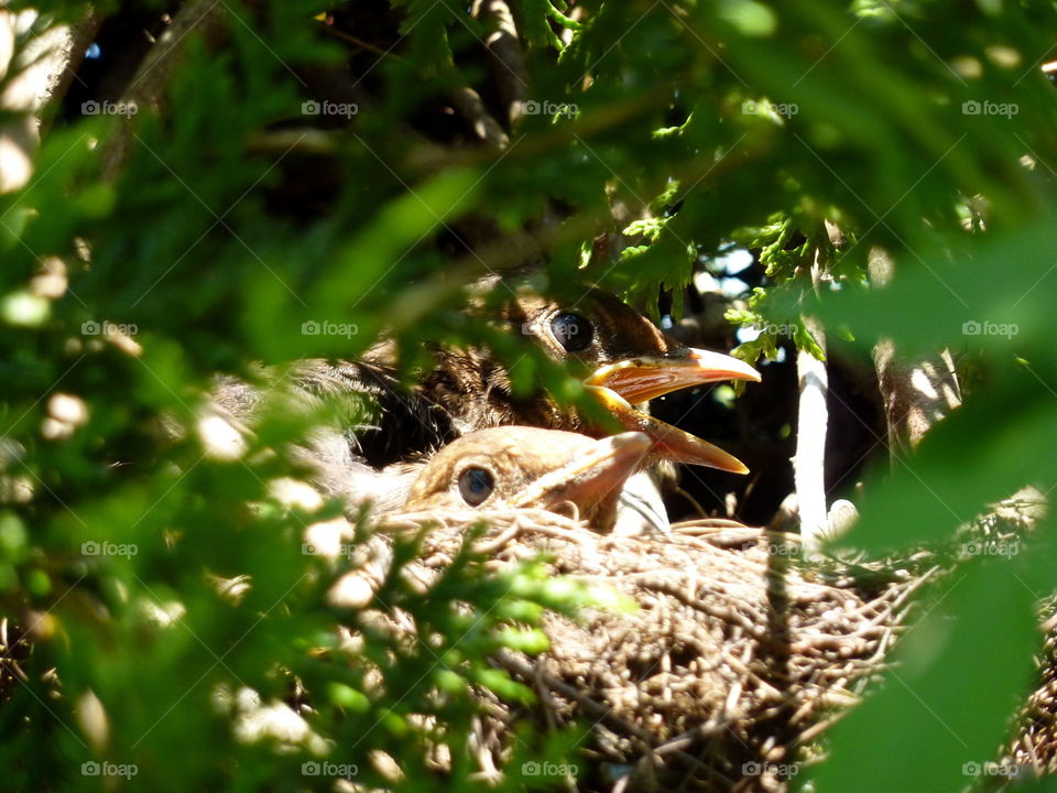 Fledgling blackbirds