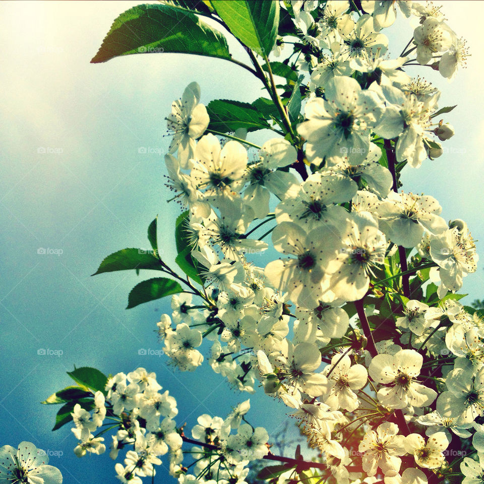 sky spring flowers summer by kachunizza