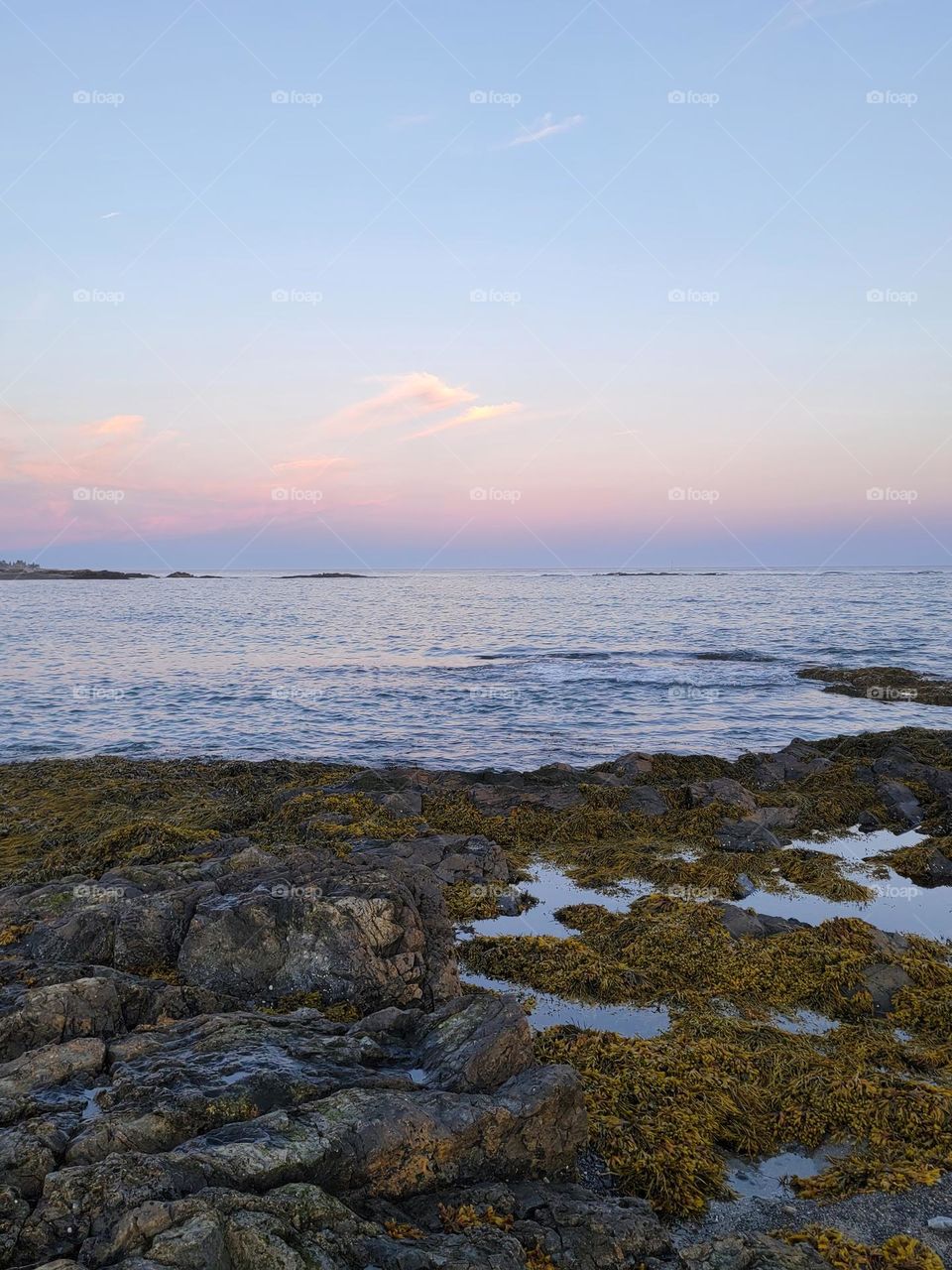 Rocky Shoreline Covered in Seaweed with Pink Cotton Candy Sky in the Background at Dusk