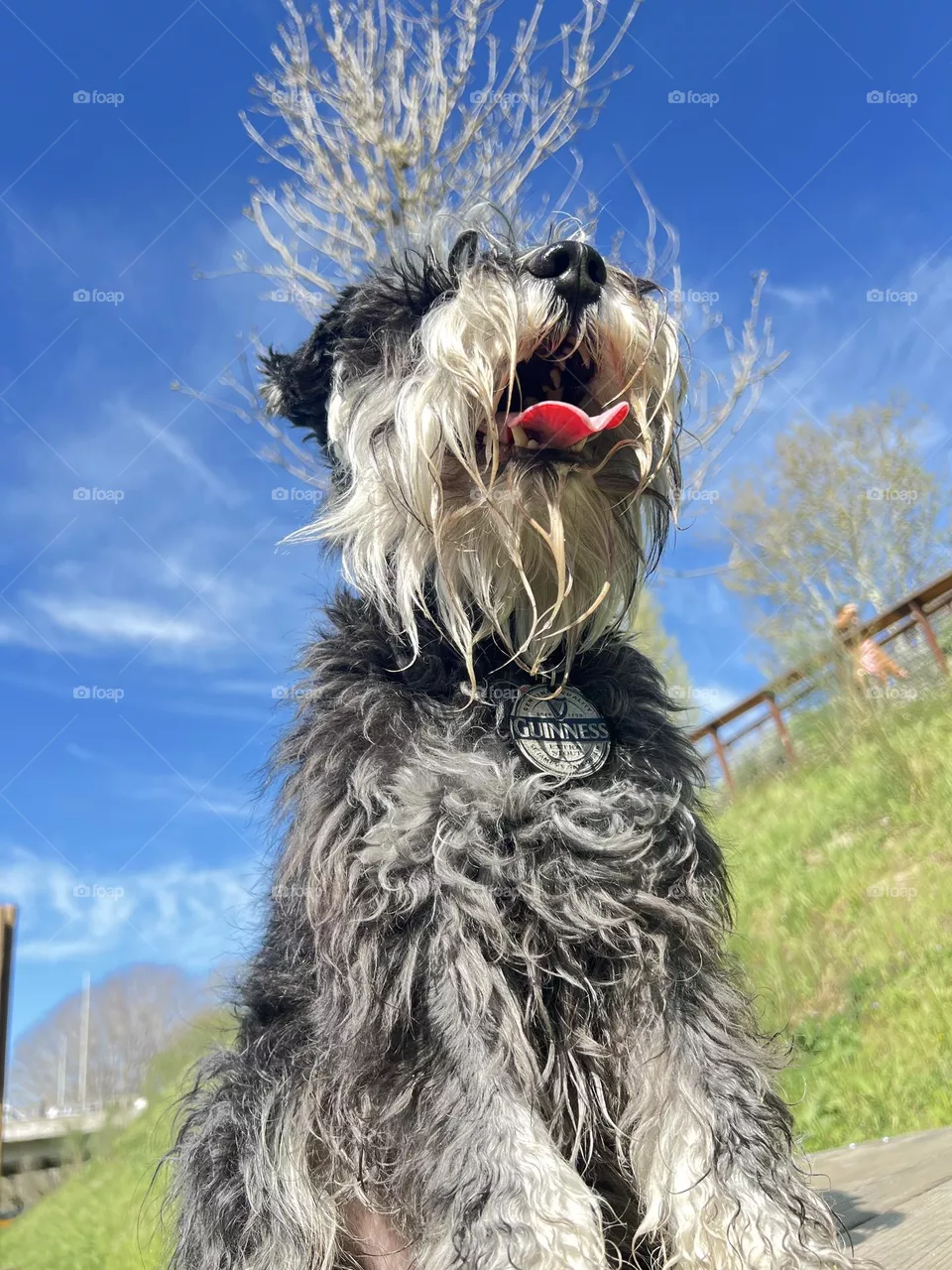 Dog