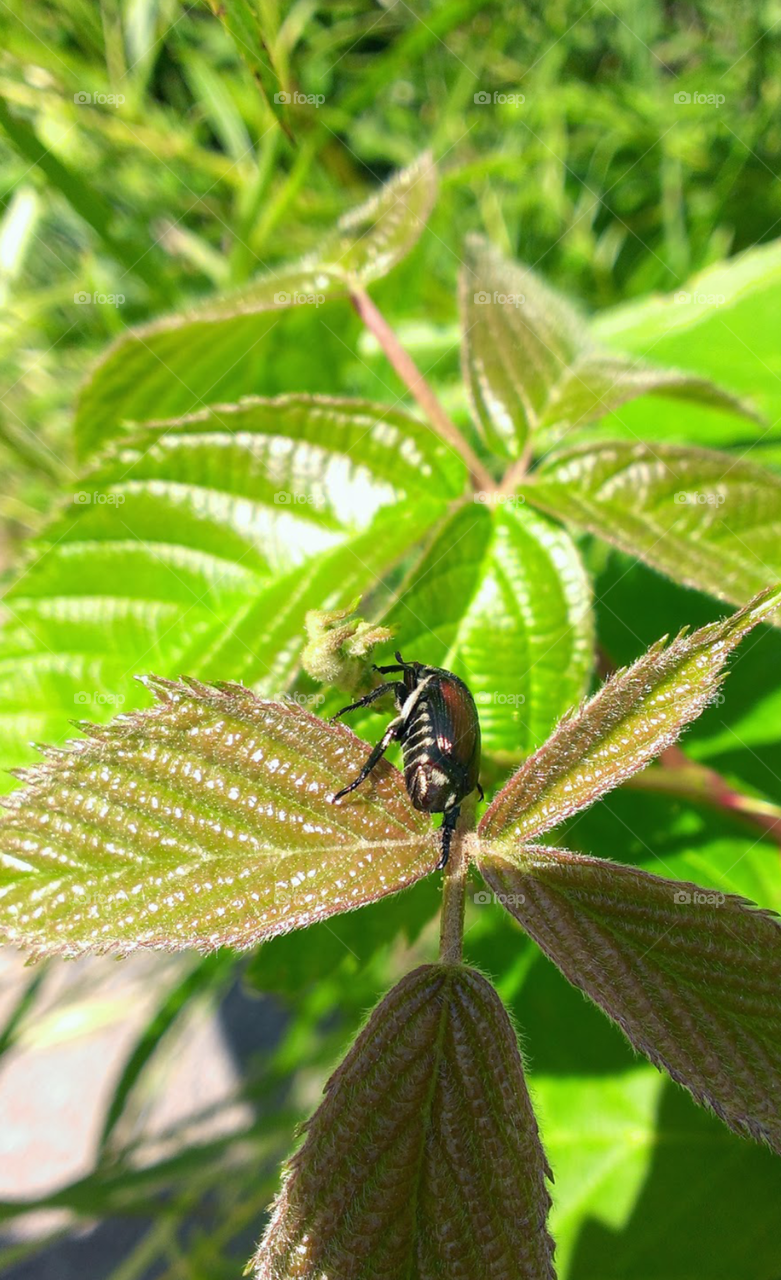 Little Shiny Bug