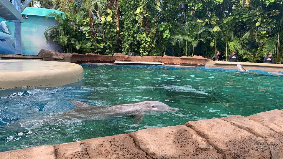 I once read watching fish swim soothes the human soul.  I have come to know that watching dolphins swim does the same for me.  #vlogger #Disneyvlogger #SeaWorldvlogger #day154 and #day3 