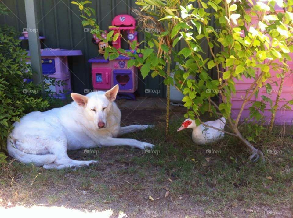 dog and duck