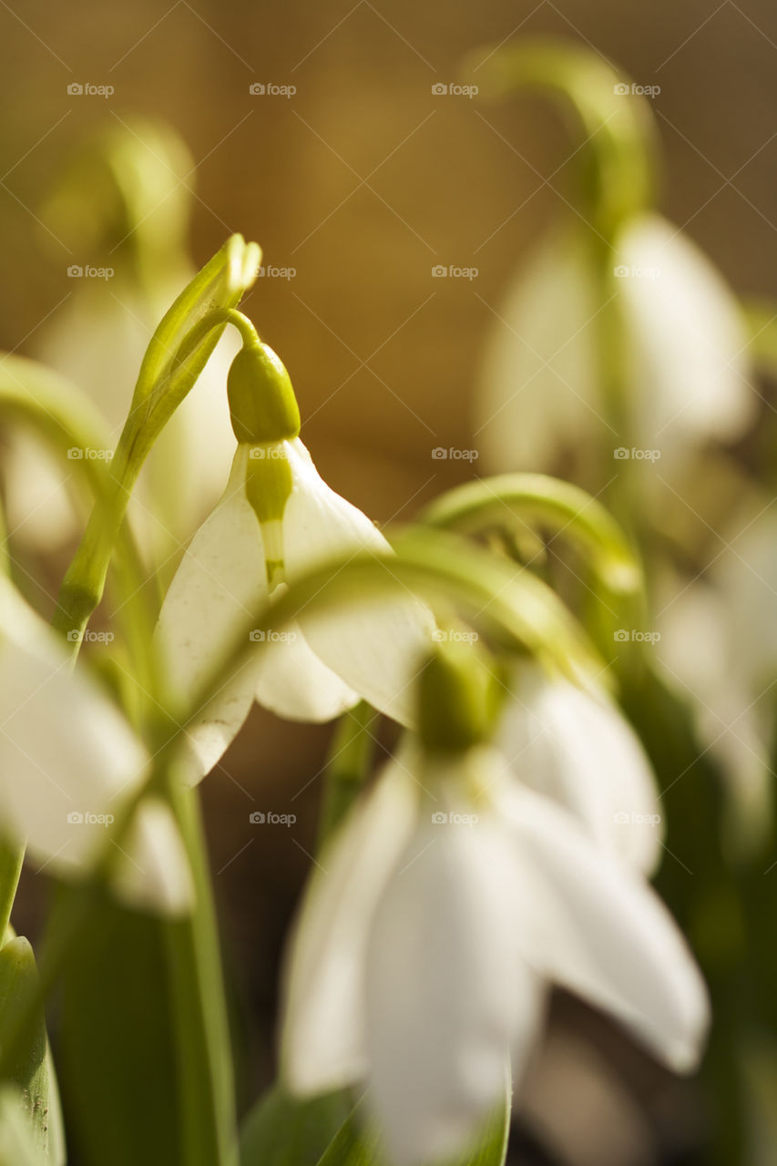 Snowdrops are first sign of spring.  Sunlight colored . Close up