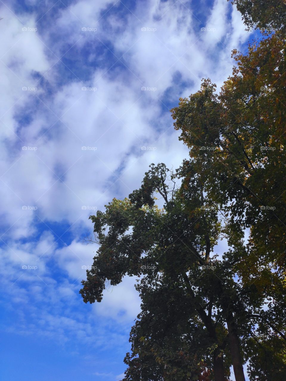 Trees with leaves against the sky and a blur