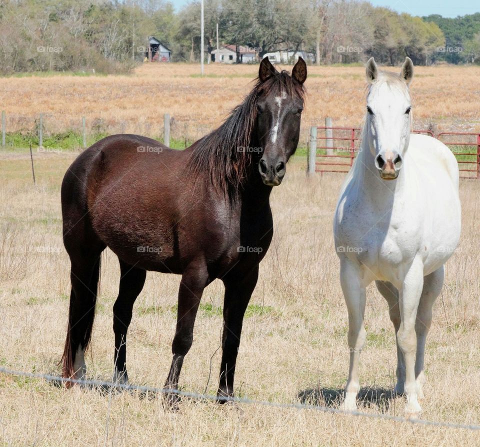 Two horses standing on the grass