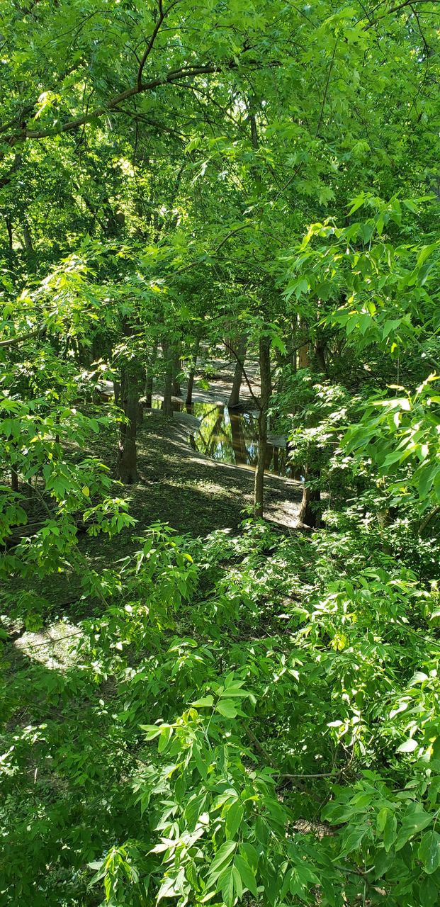 Forest Pool