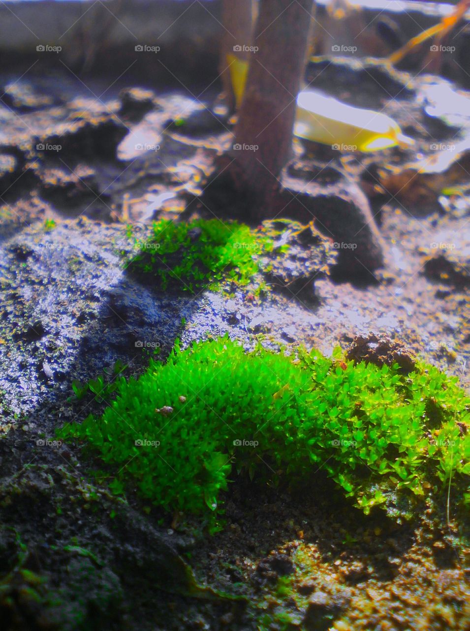 Green fungi on mud