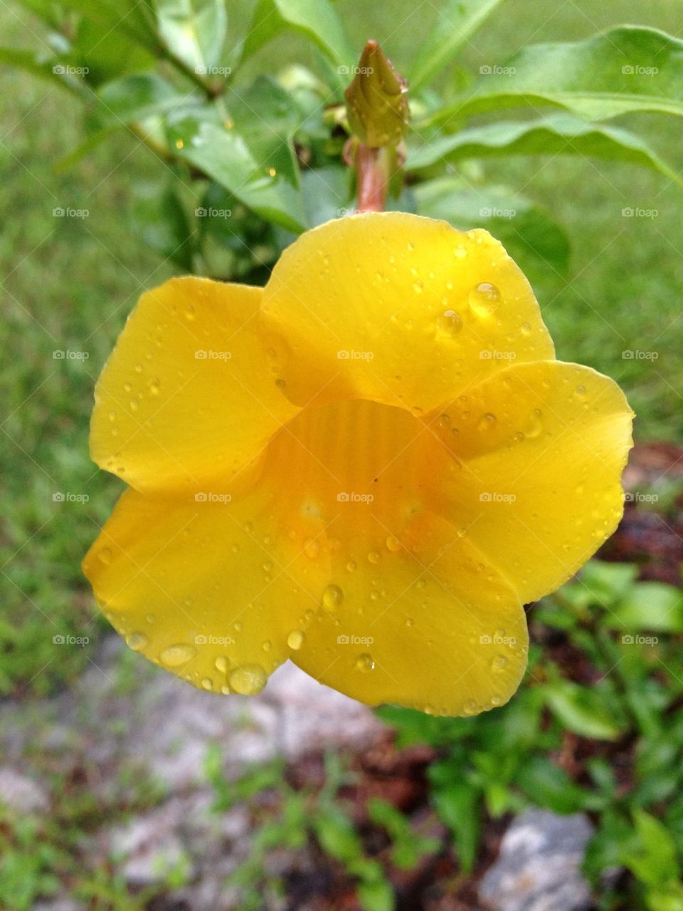 Yellow flower