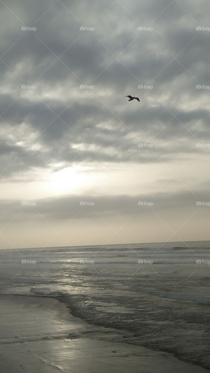 beautiful seagull in sky.