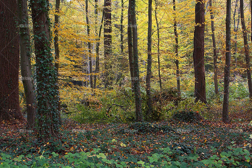 tree trees forrest woods by dryair