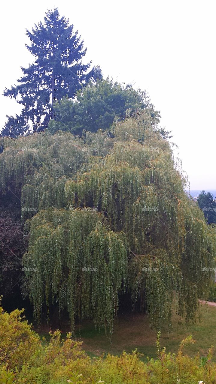 Weeping willow tree