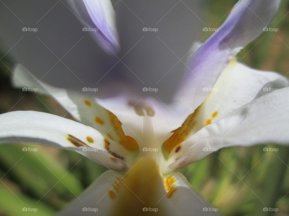 Closeup Flower