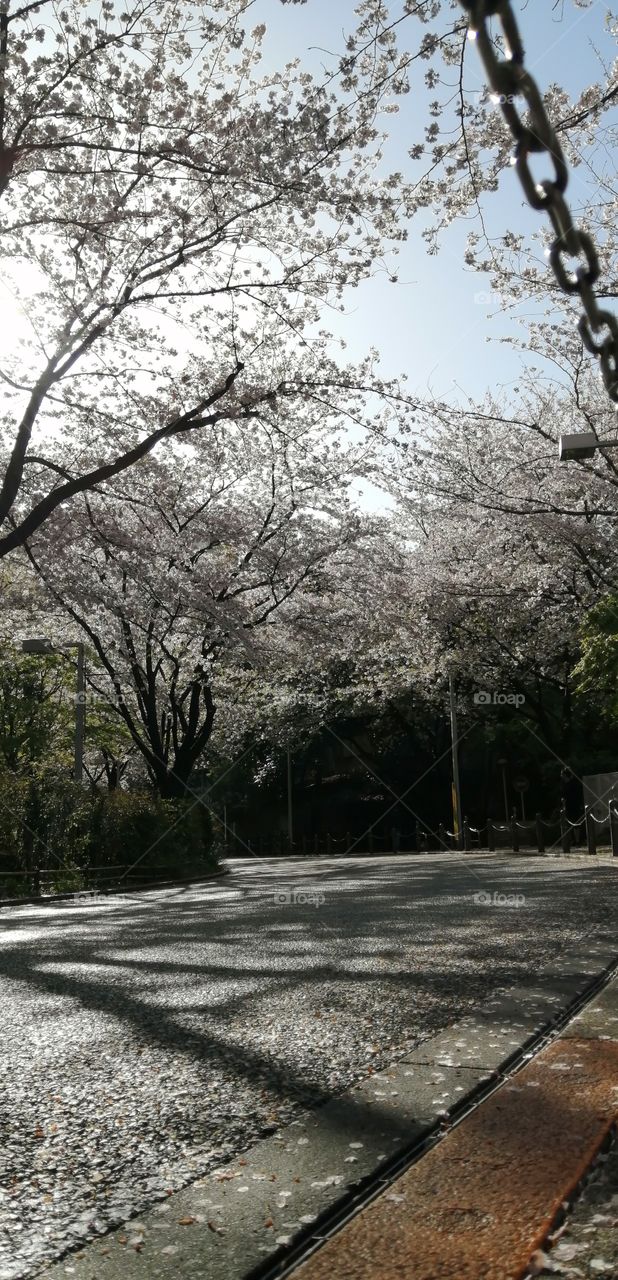 sakura in Japan