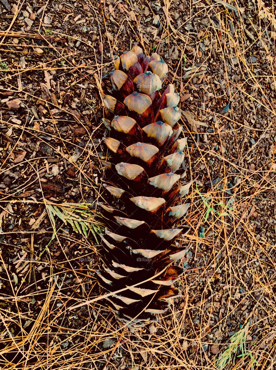 Pinecone and debris 1