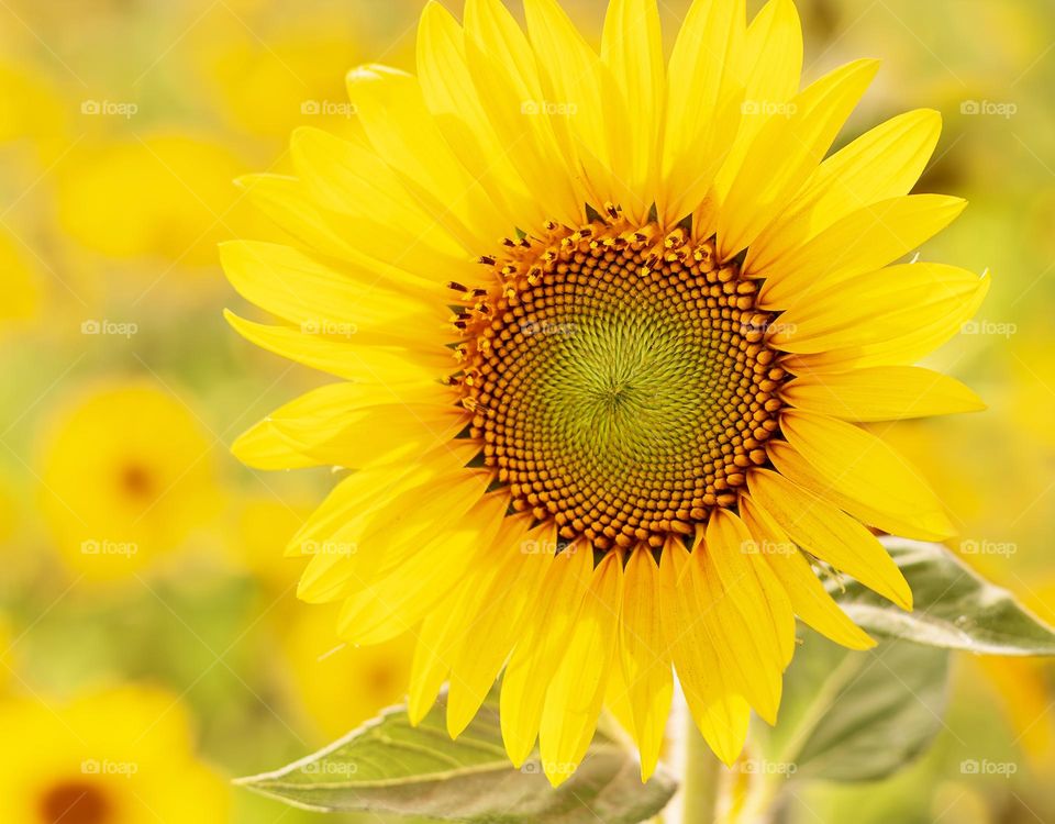 A very yellow sunflower