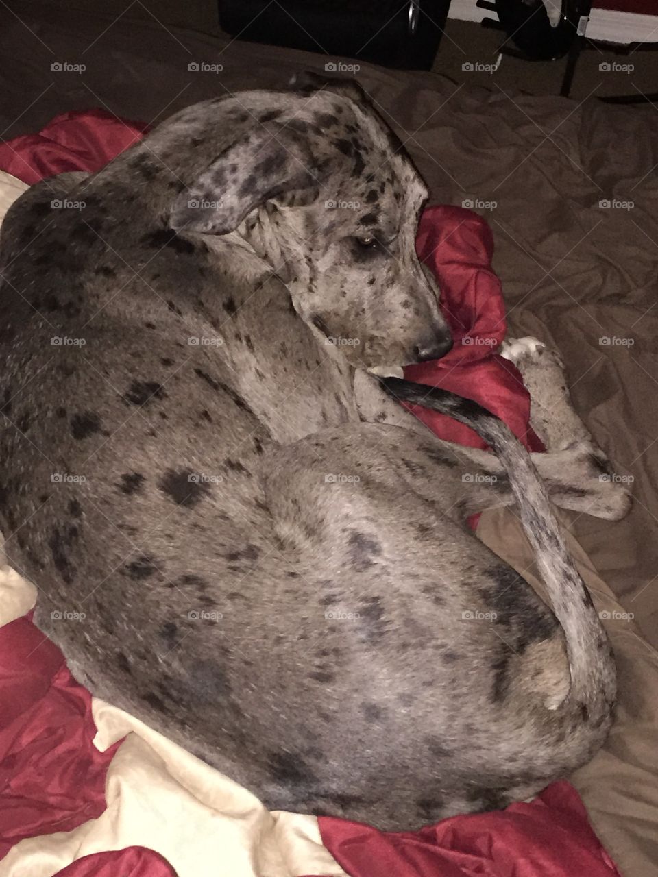 Let Sleeping Dogs Lie.... Sweet Dixie at a very large 8 months belief she is the Queen of the castle and has over taken the bed