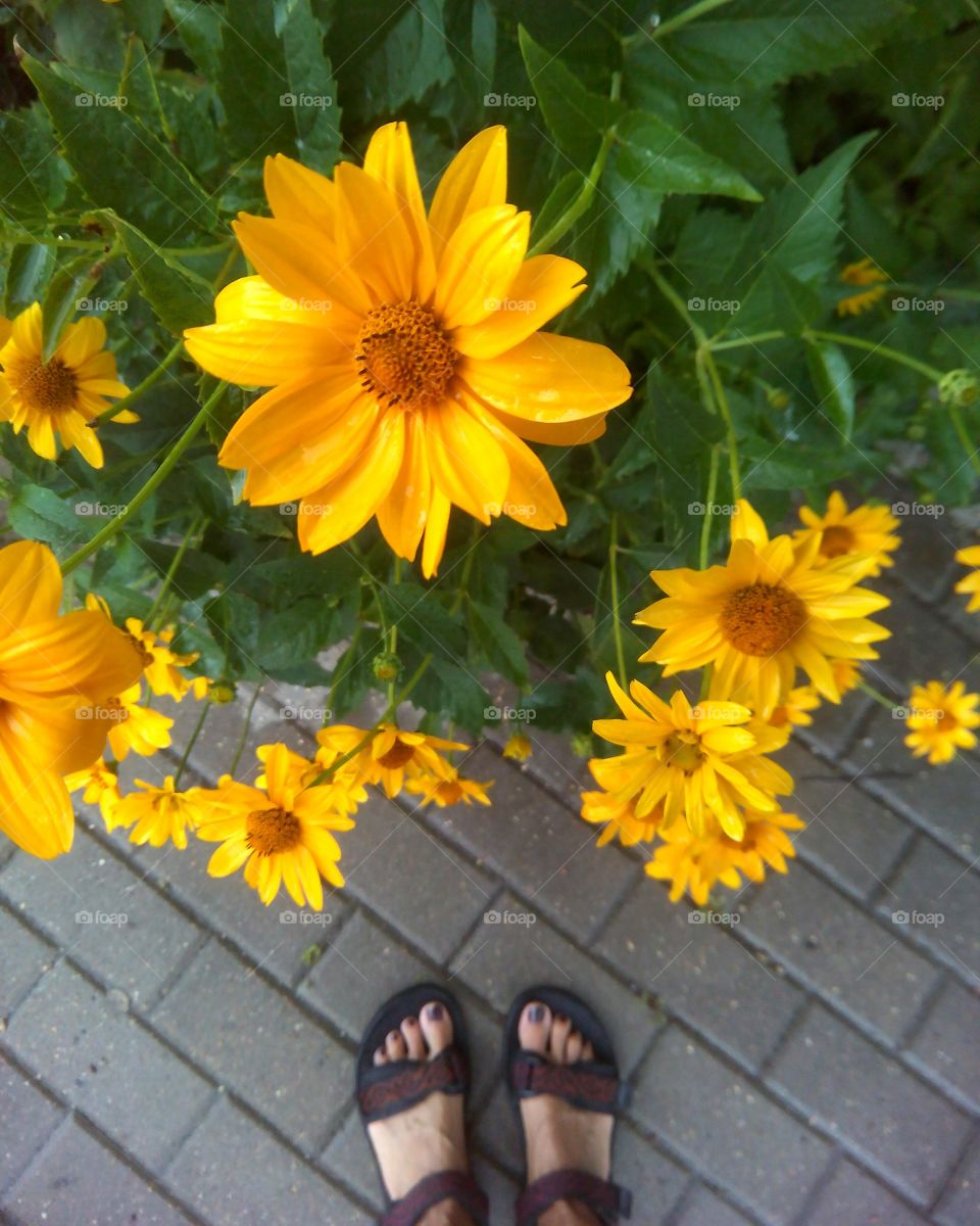 yellow flowers