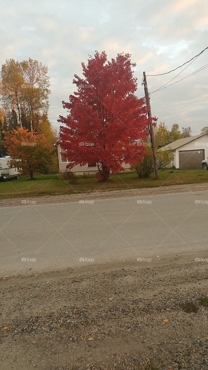 Beautiful fall tree.