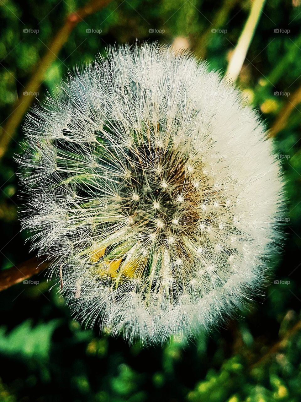 white dandelion