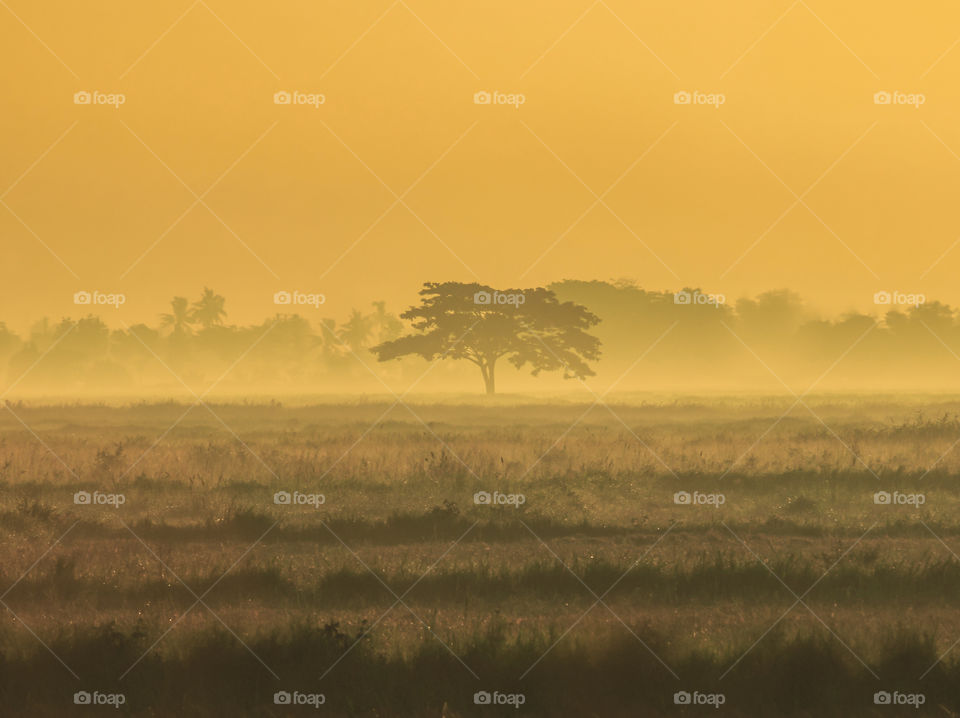 The lonely Tree from a distance, during misty and Foggy morning.