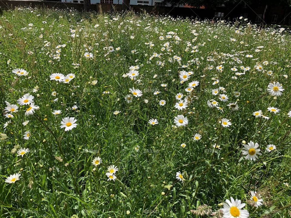 A sea of wide daisies found in an Exeter churches grounds, simply stunning.