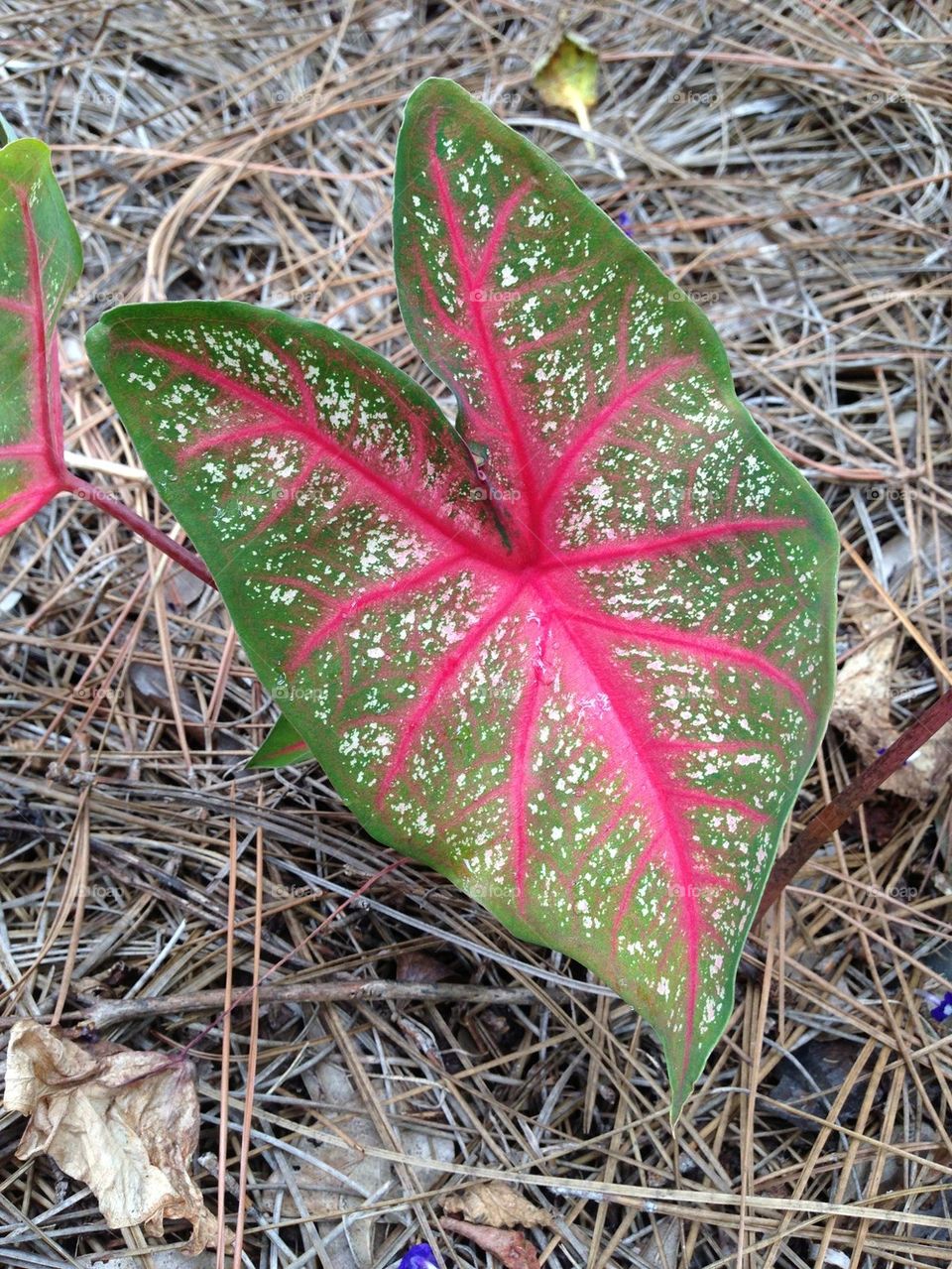 Caladium