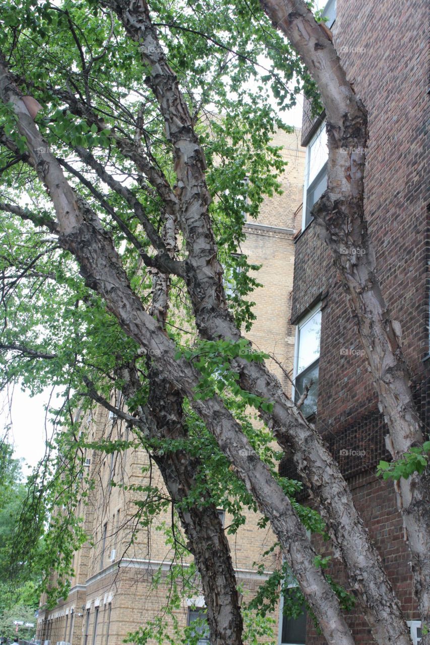 Tree, No Person, Wood, Nature, Old