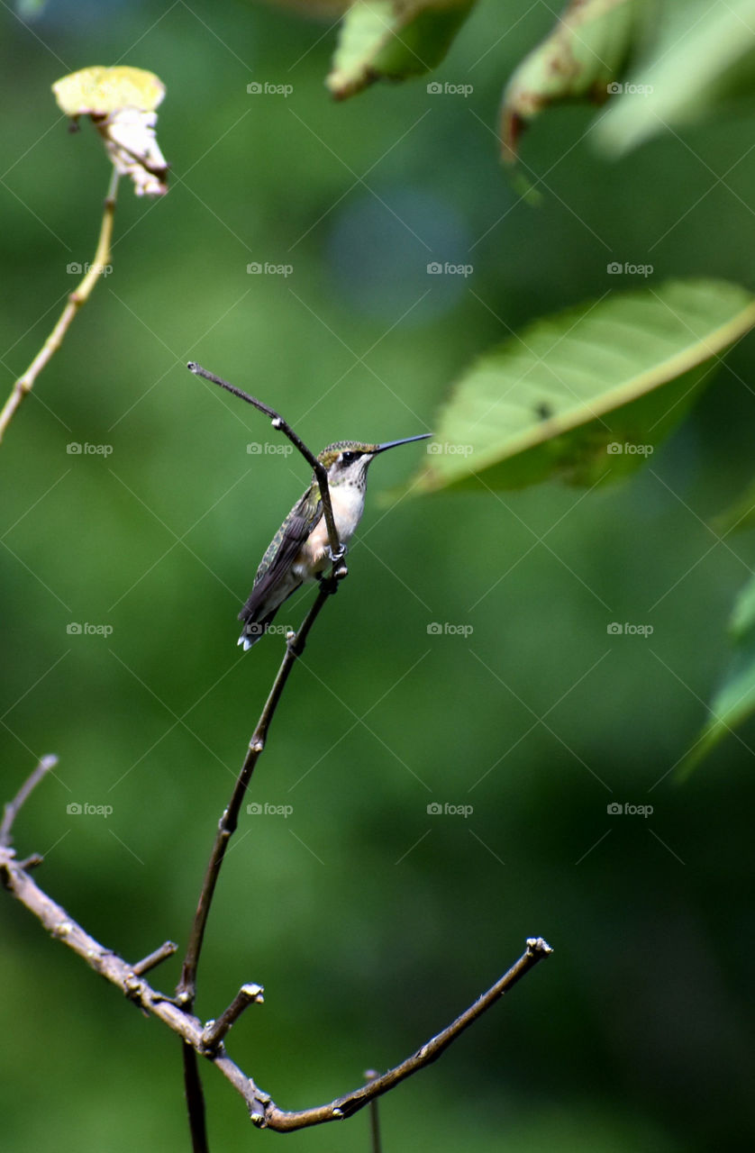 Close up view of bird