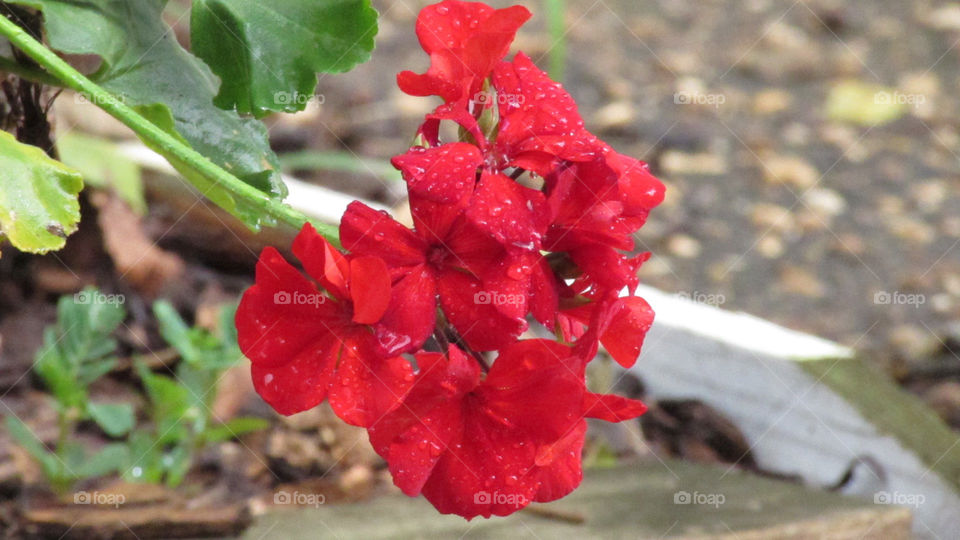 Red flowers growing you're in a container in a garden on the doorstep