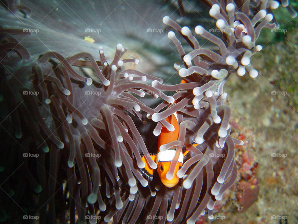 Clownfish in anemone
