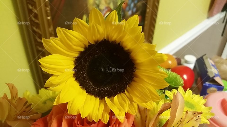 sunflower. Beautiful sunflower from my garden