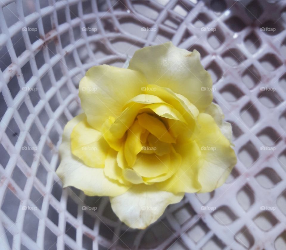 beautiful yellow rose flower in our garden