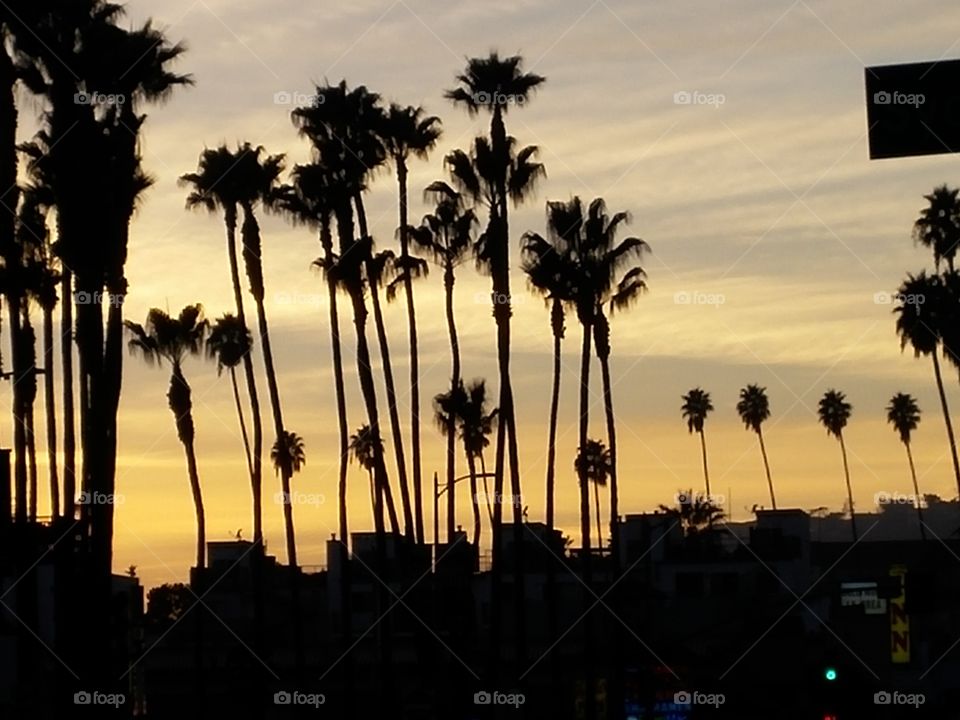 Palm trees and beautiful sunset in California