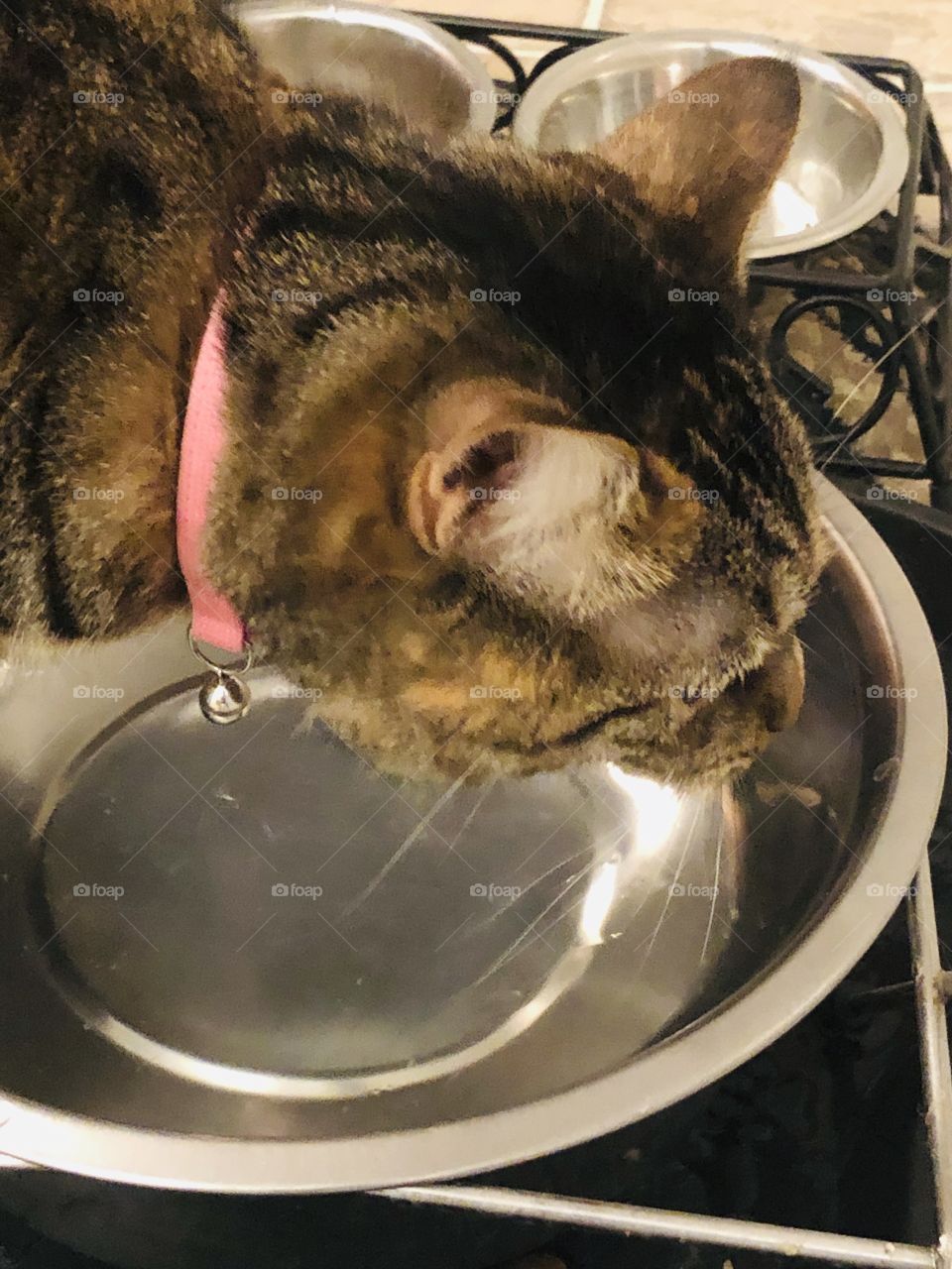 Tabby cat using the dogs bowl again 😂