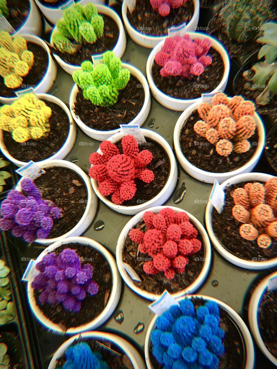 Unique multicolored cacti.
