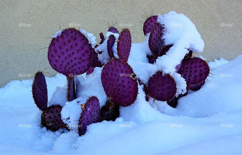 cactus in the snow