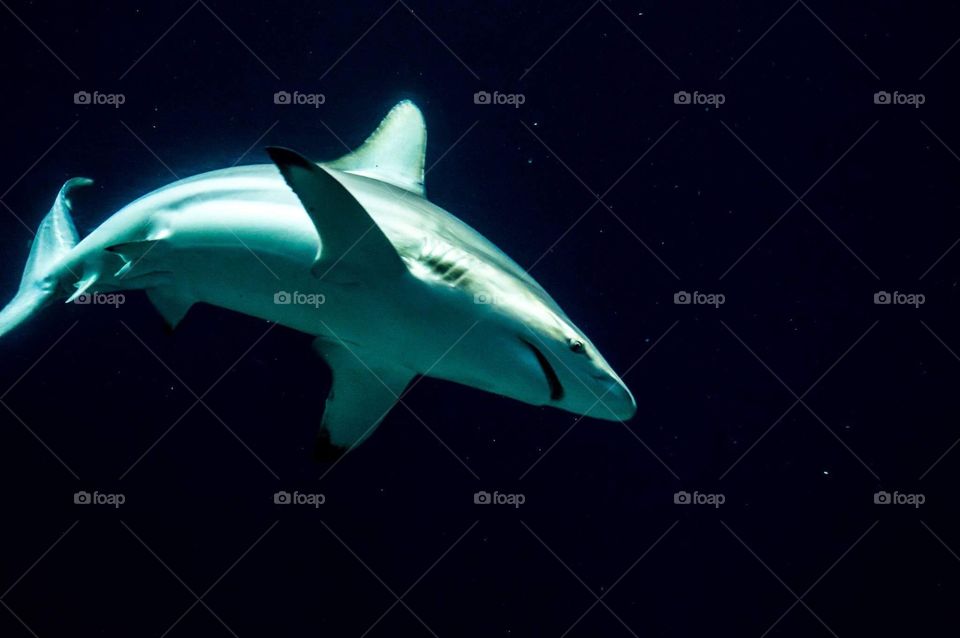 Shark with black background 