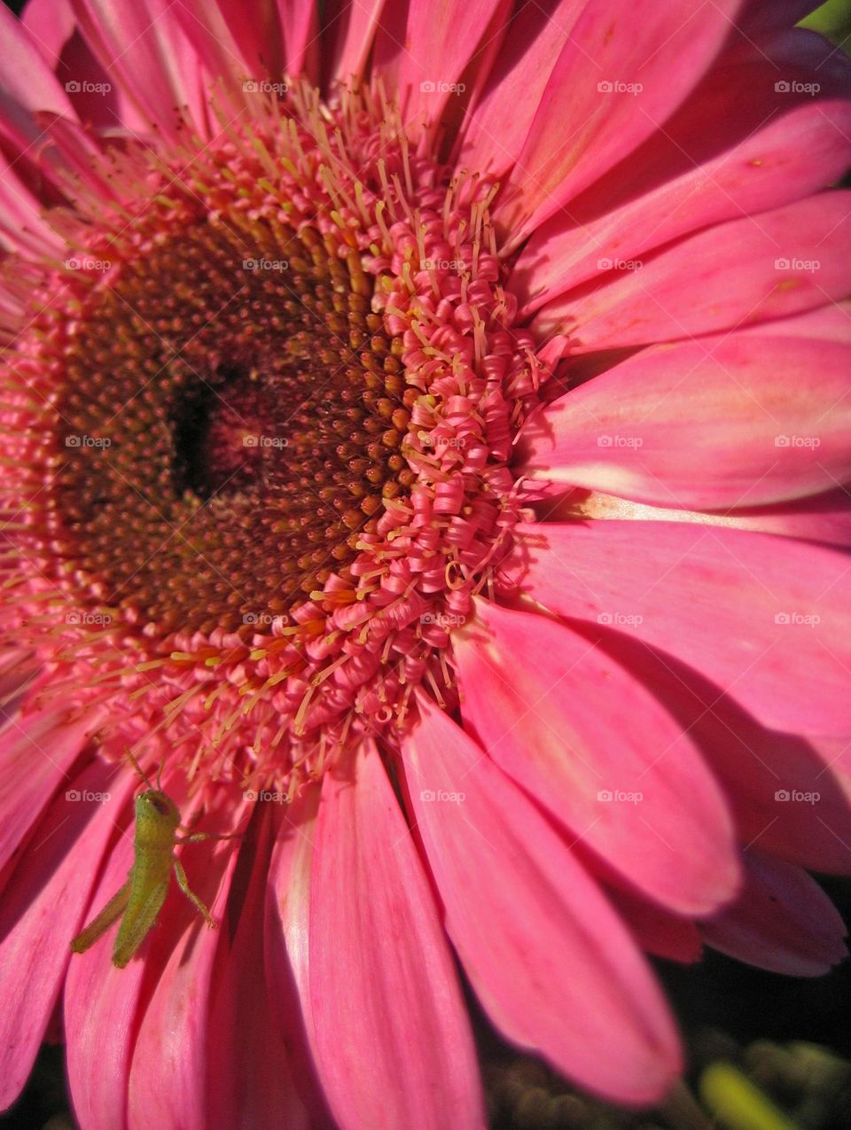 New born grasshopper on pink zerbera flower close up shooting amazing wildlife beautiful insects summer feeling