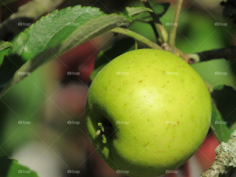 Apple growing on the tree